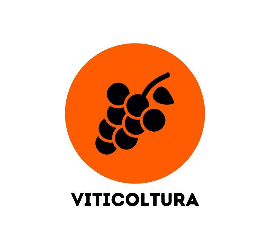 viticoltura