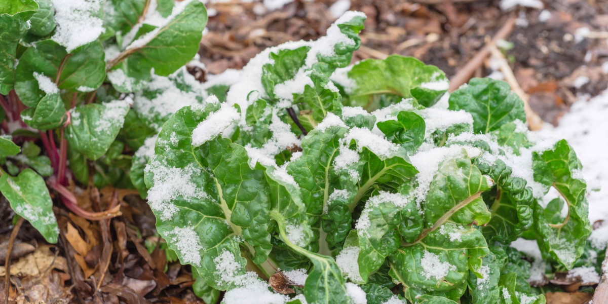 Guida Ferramenta: Giardino in inverno, come prendersene cura