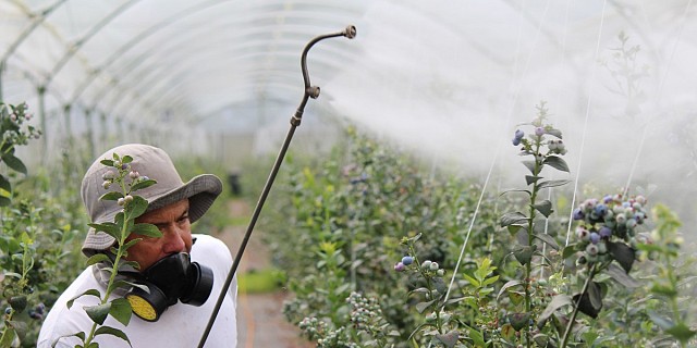 Guida Ferramenta: Tipi di pesticidi e i loro utilizzi, misure di sicurezza