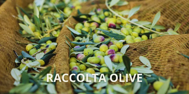 Raccolta olive