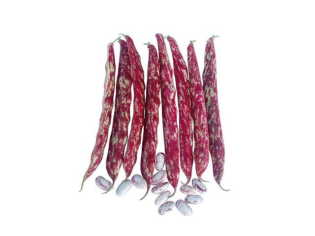 Royal seeds Seme di fagiolo rampicante Brace - Royal Seeds