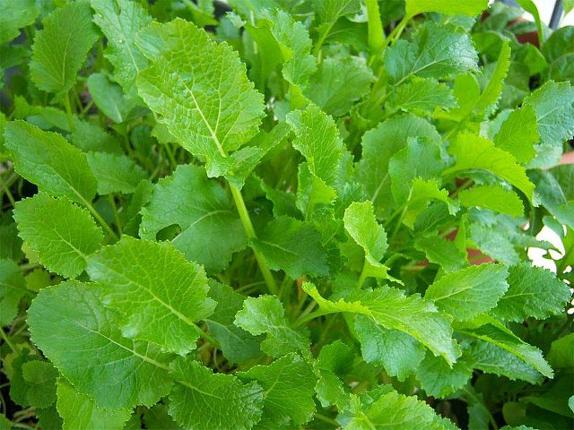 Royal seeds Seme di cima di rapa a Foglia Liscia Centoventina - Royal Seeds