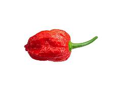 Olter Seme di peperoncino Naga Morich - Olter