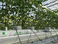 Growbag Advanced - Klasmann-Deilmann