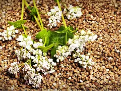 Padana sementi Grano Saraceno Lileja