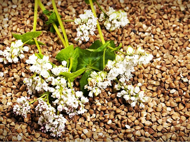 Padana sementi Grano Saraceno Lileja