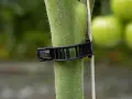 Clip per pomodori